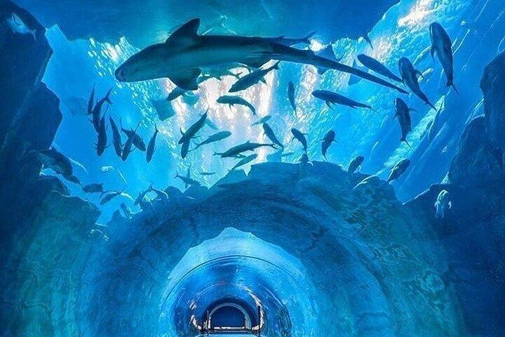 ドバイ水族館水中動物園ペンギン入り江チケット送迎オプション