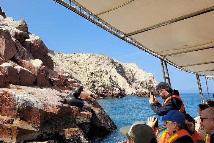 リマ発、バジェスタス諸島とワカチナへの日帰り旅行
