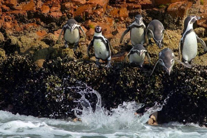リマ発、バジェスタス諸島とワカチナへの日帰り旅行