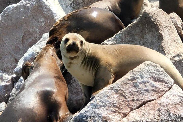 リマ発、バジェスタス諸島とワカチナへの日帰り旅行