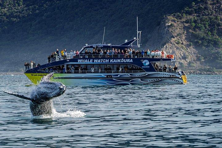 クライストチャーチからの2日間のカイコウラクジラとイルカツアー