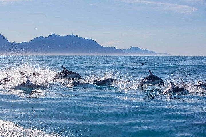 クライストチャーチからの2日間のカイコウラクジラとイルカツアー