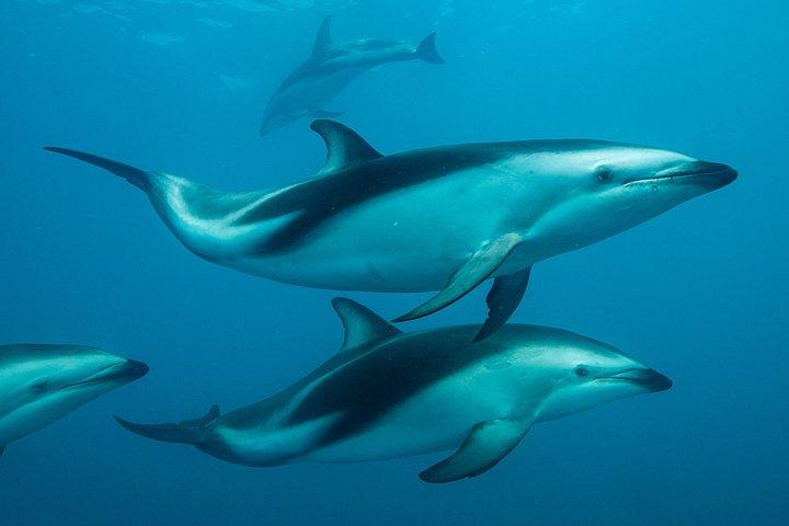 クライストチャーチからの2日間のカイコウラクジラとイルカツアー