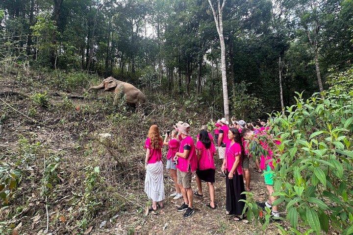 Chiang Mai Ethical Elephant Sanctuary e Pha Dok Siew Trail