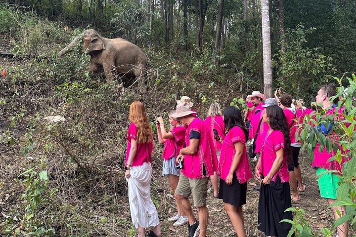 Chiang Mai Ethical Elephant Sanctuary e Pha Dok Siew Trail