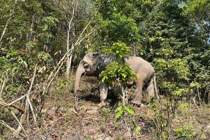 Chiang Mai Ethical Elephant Sanctuary e Pha Dok Siew Trail
