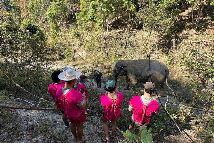 Chiang Mai Ethical Elephant Sanctuary e Pha Dok Siew Trail