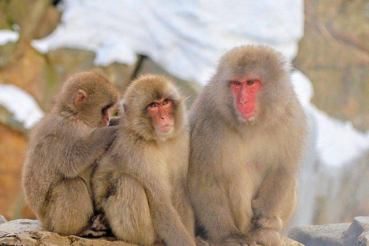 Da Tokyo: gita di un giorno al Nagano Snow Monkey Park con Sukiyaki di manzo
