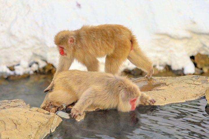 Da Tokyo: gita di un giorno al Nagano Snow Monkey Park con Sukiyaki di manzo