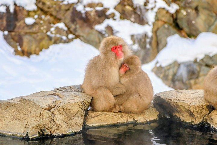 Da Tokyo: gita di un giorno al Nagano Snow Monkey Park con Sukiyaki di manzo