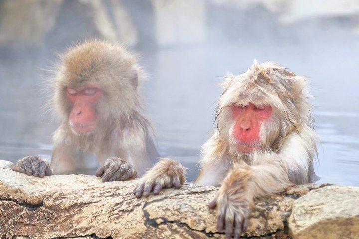 Da Tokyo: gita di un giorno al Nagano Snow Monkey Park con Sukiyaki di manzo