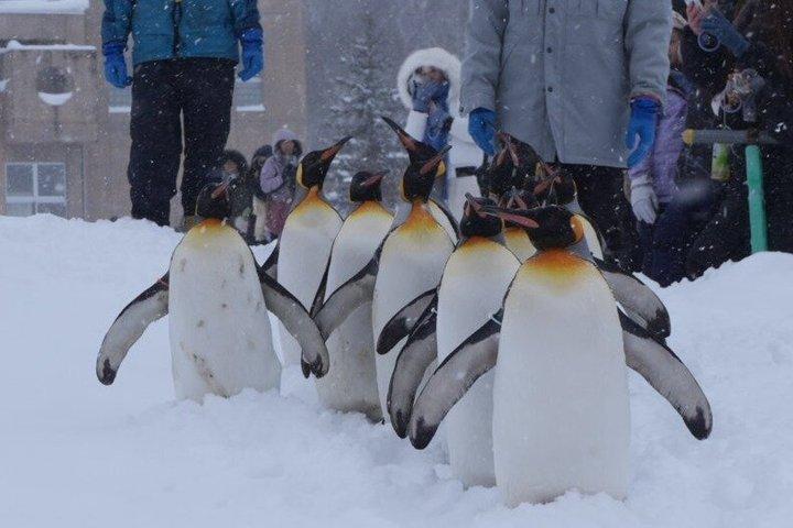 遅い出発ツアー旭山動物園青い池とニングルテラス