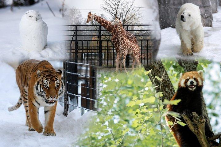 遅い出発ツアー旭山動物園青い池とニングルテラス