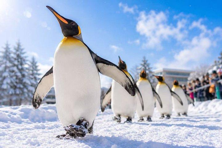 遅い出発ツアー旭山動物園青い池とニングルテラス