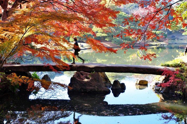 Tokyo Autumn Gardens and Foliage Tour with Pro Gardener on E-bike