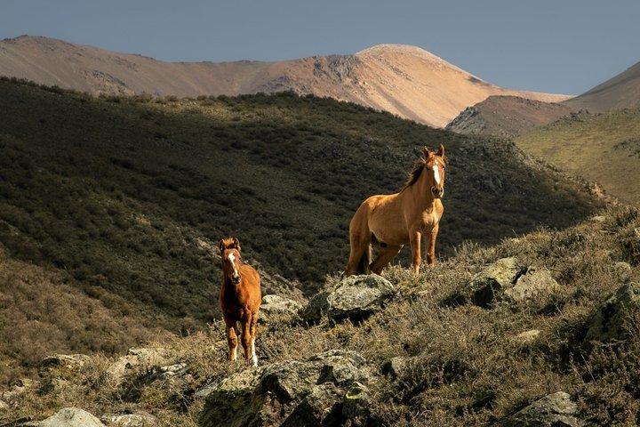 Horseback Riding in the Andes, gaucho experience & BBQ