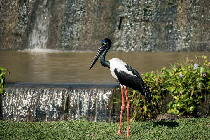 ヤラ国立公園サファリツアー：午前/午後/終日