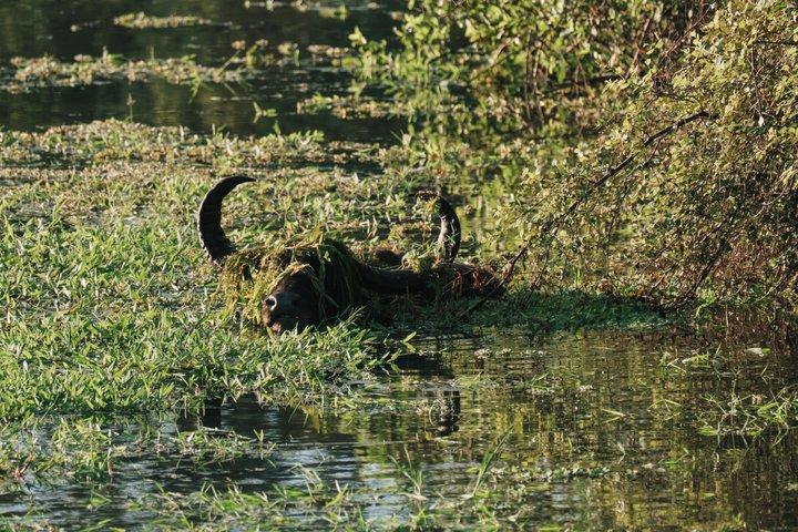 ヤラ国立公園サファリツアー：午前/午後/終日