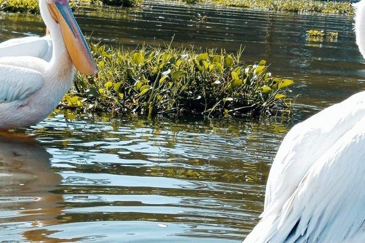 ナイロビ 2日間 モンロンノット湖 ナイヴァシャ＆ヘルゲートツアー