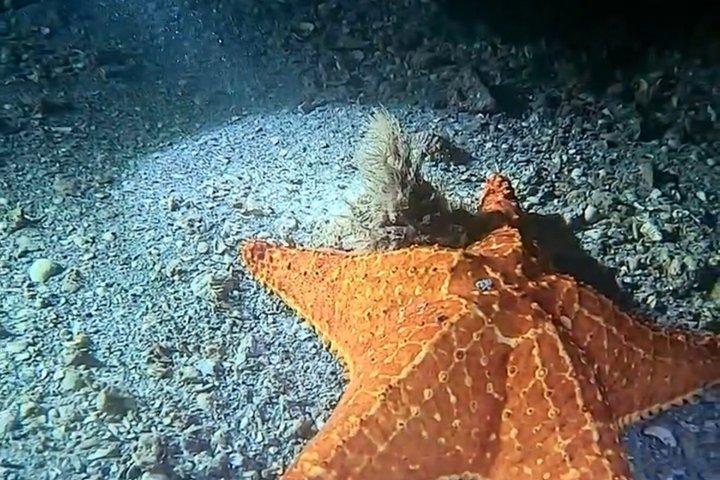 ダークシュノーケルアドベンチャー後
