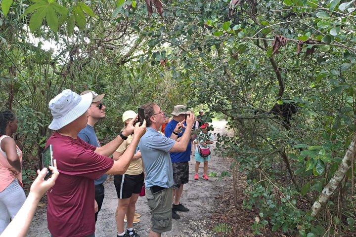 Rumble in the Jungle: The Howler Monkey Expedition
