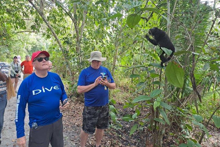 Rumble in the Jungle: The Howler Monkey Expedition
