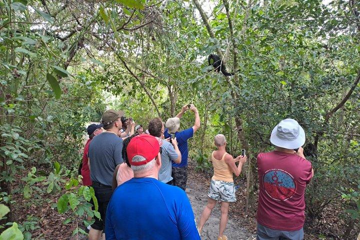Rumble in the Jungle: The Howler Monkey Expedition