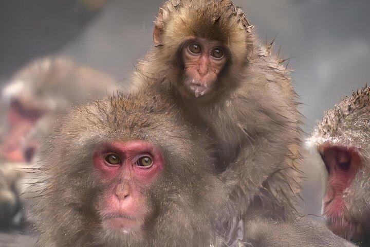 Private Luxury Day Tour to Nagano Snow Monkeys and Zenkoji Temple
