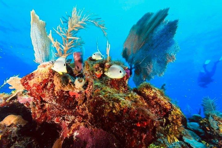 Isla Mujeres Beginner/Family Scuba Diving Experience