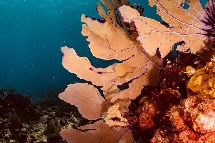 Isla Mujeres Beginner/Family Scuba Diving Experience