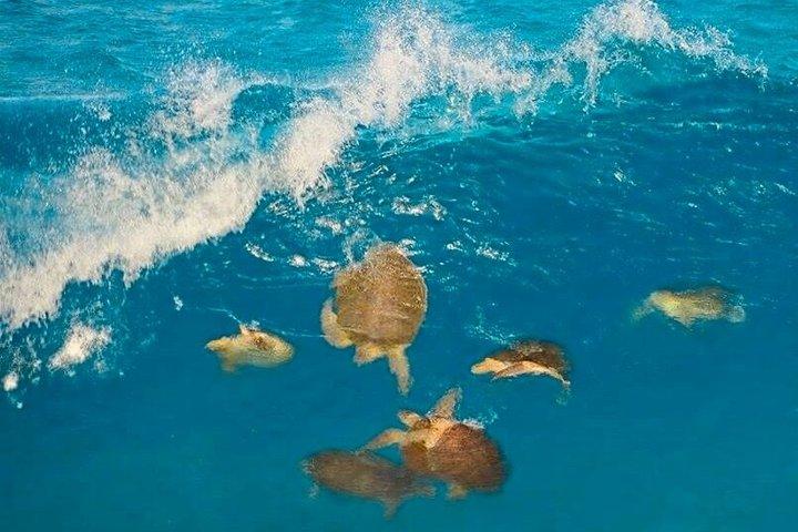 Isla Mujeres Beginner/Family Scuba Diving Experience