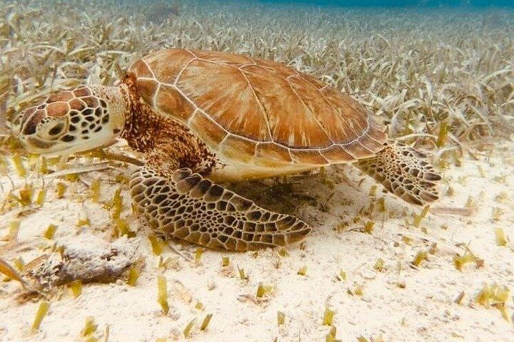 Isla Mujeres Beginner/Family Scuba Diving Experience