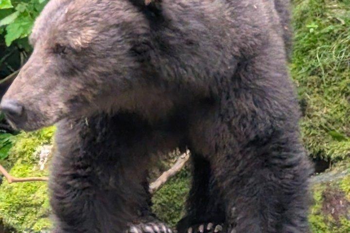 Emplacements exclusifs Observation privée des ours