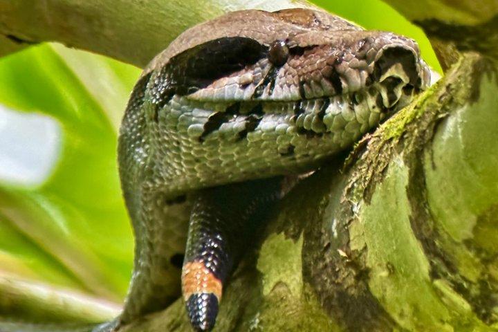 マヌエル・アントニオ国立公園ガイドツアー