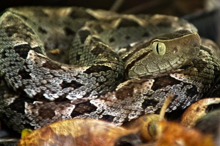 マヌエル・アントニオ国立公園ガイドツアー
