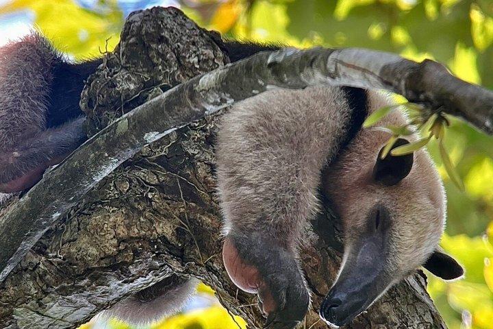 マヌエル・アントニオ国立公園ガイドツアー