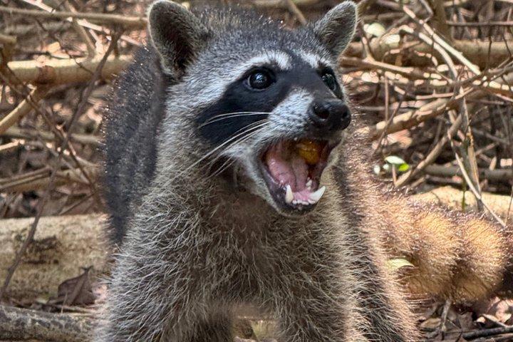 マヌエル・アントニオ国立公園ガイドツアー