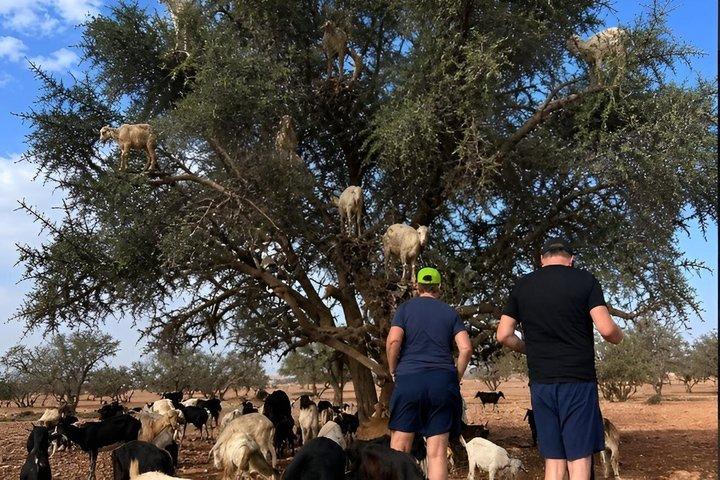 Taroudant Half Day Tour and Goat Tree Visit