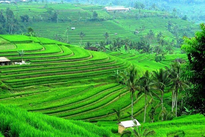Punti salienti di Nord Bali All Inclusive con tour in auto privata