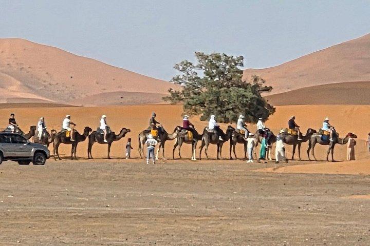 Excursion Camel Trekking Night in Berber Tent
