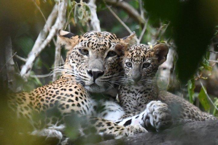 Yala National Park Wildlife Safari Tours from Hambantota Port