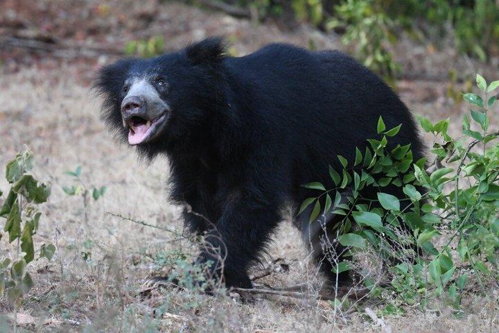 ハンバントタ港からのヤラ国立公園野生動物サファリツアー