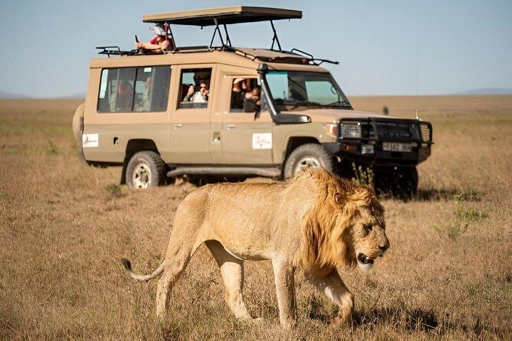 ミクミサファリアドベンチャー:ザンジバルから飛行機で1日
