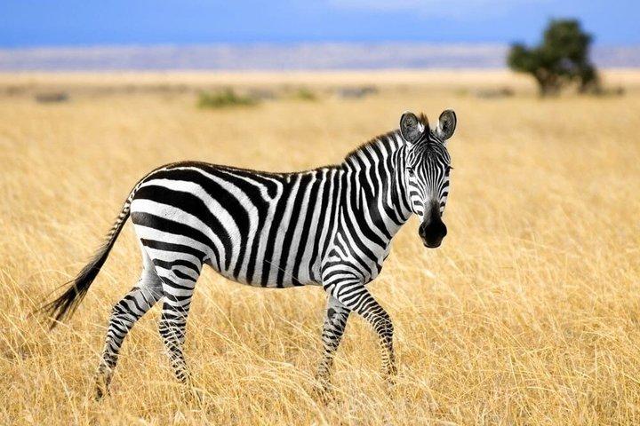 ミクミサファリアドベンチャー：ザンジバルから飛行機で1日