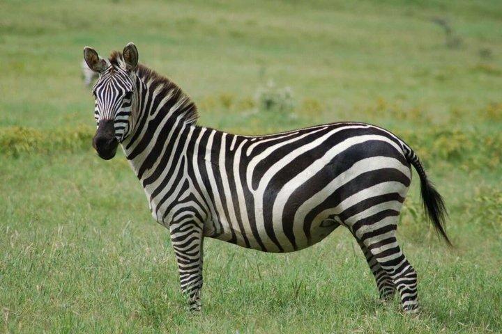 ミクミサファリアドベンチャー：ザンジバルから飛行機で1日