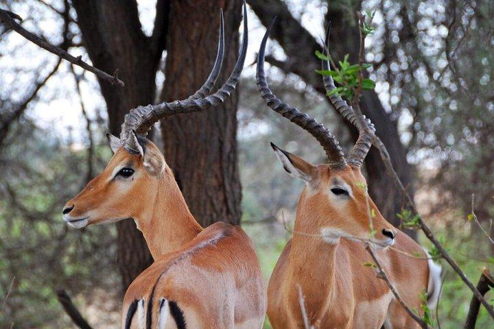 ミクミサファリアドベンチャー：ザンジバルから飛行機で1日