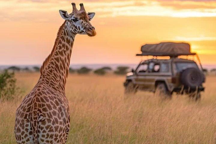 ミクミサファリアドベンチャー：ザンジバルから飛行機で1日