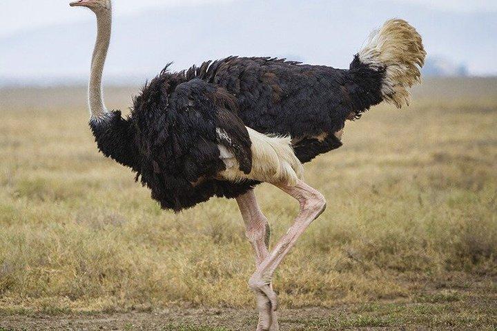 ミクミサファリアドベンチャー：ザンジバルから飛行機で1日