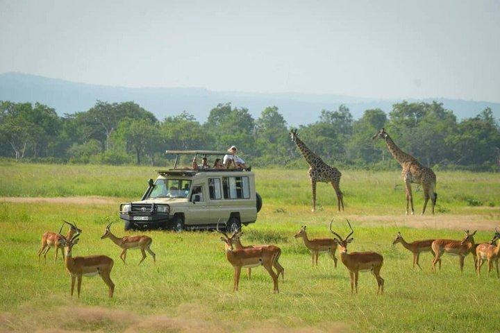 ミクミサファリアドベンチャー：ザンジバルから飛行機で1日