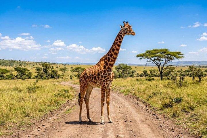 ミクミサファリアドベンチャー：ザンジバルから飛行機で1日